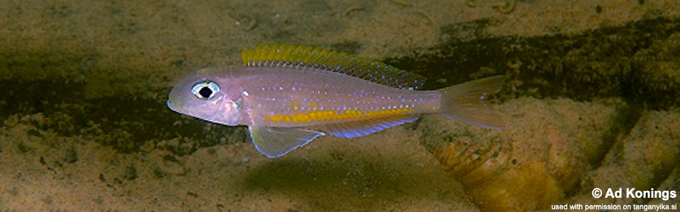 Xenotilapia flavipinnis 'Kalambo Lodge'