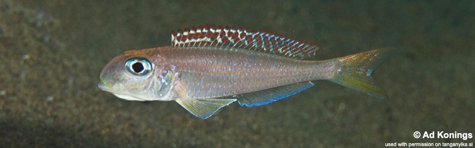 Xenotilapia flavipinnis 'Kalugunga'