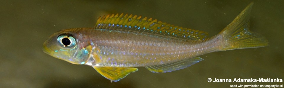 Xenotilapia flavipinnis 'Kantalamba'