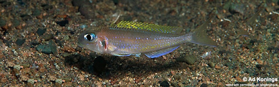 Xenotilapia flavipinnis 'Kapembwa'