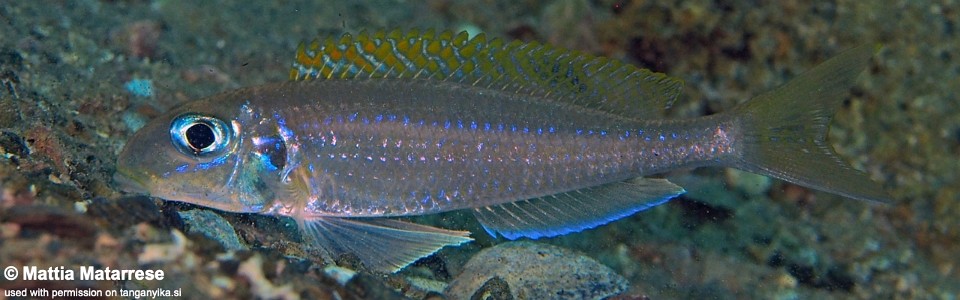 Xenotilapia flavipinnis 'Karilani Island'