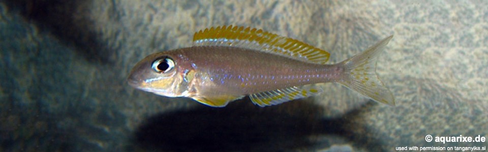 Xenotilapia flavipinnis 'Kasanga'