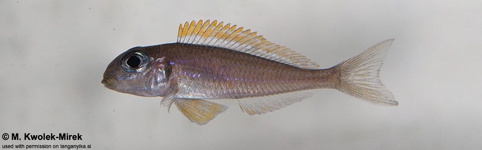 Xenotilapia flavipinnis 'Kashenge'