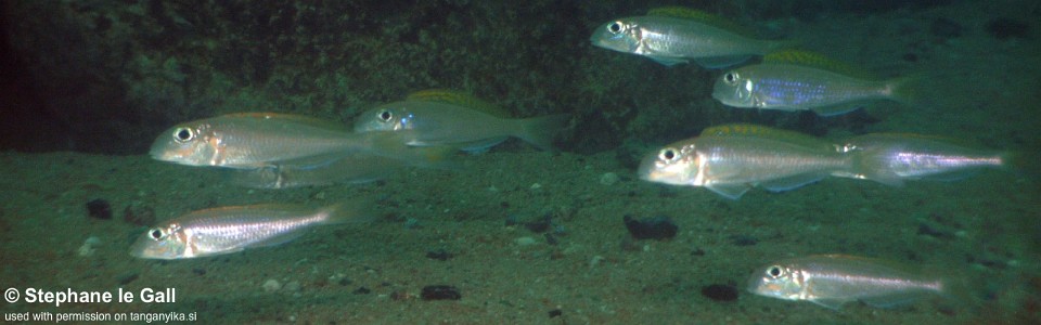 Xenotilapia flavipinnis 'Katabe Bay'