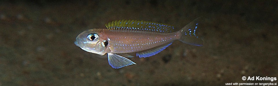 Xenotilapia flavipinnis 'Katili'