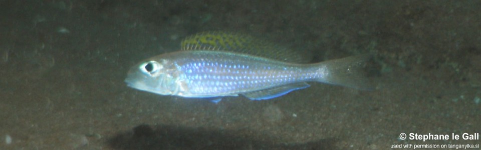 Xenotilapia flavipinnis 'Katonga'