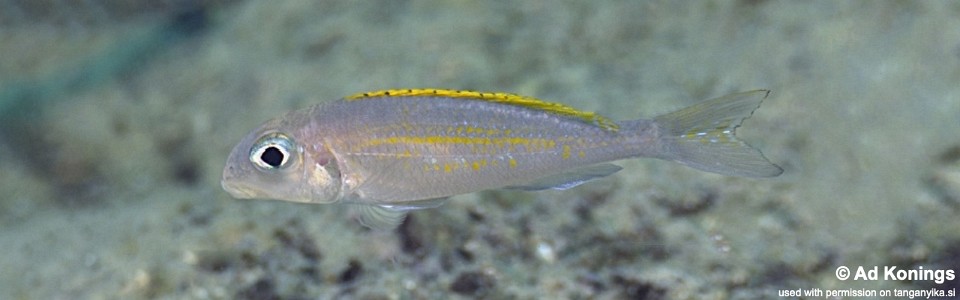 Xenotilapia flavipinnis 'Bilila (Kavala) Island'