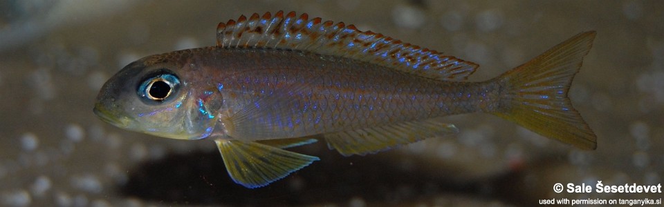 Xenotilapia flavipinnis 'Kekese'