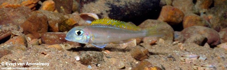 Xenotilapia flavipinnis 'Kigoma'