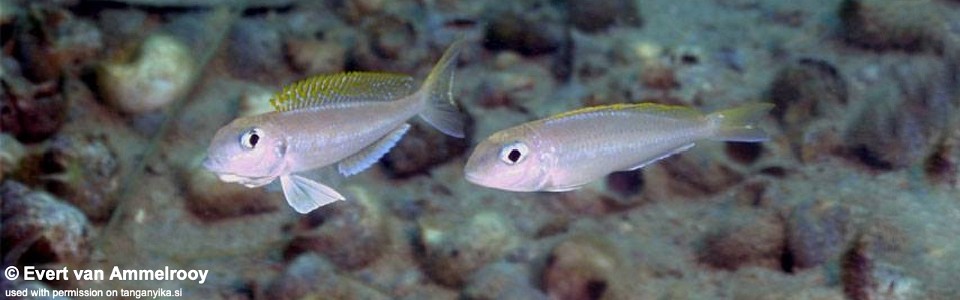 Xenotilapia flavipinnis 'Kipili'