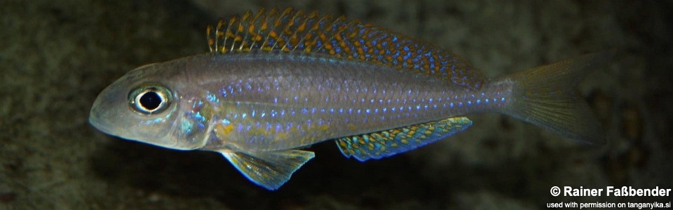 Xenotilapia flavipinnis 'Kiriza'