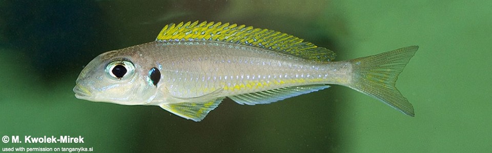 Xenotilapia flavipinnis 'Kombe'