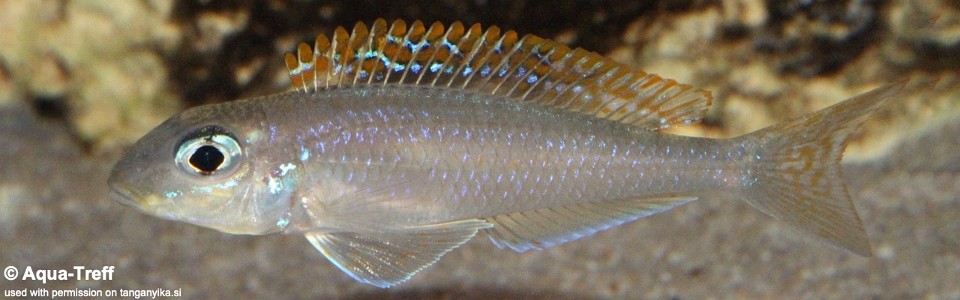 Xenotilapia flavipinnis 'Lyamembe'