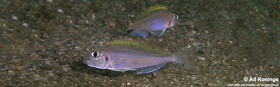 Xenotilapia flavipinnis 'Magara'