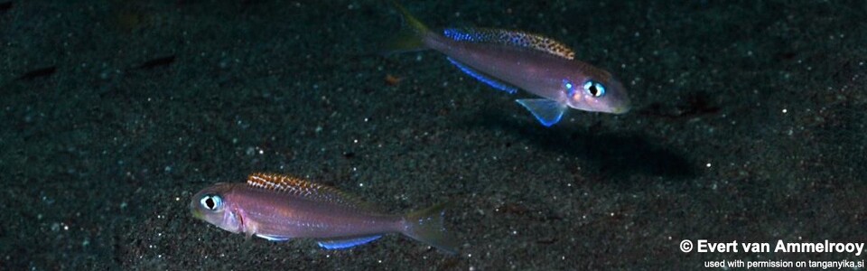 Xenotilapia flavipinnis 'Mahale Mountains NP'