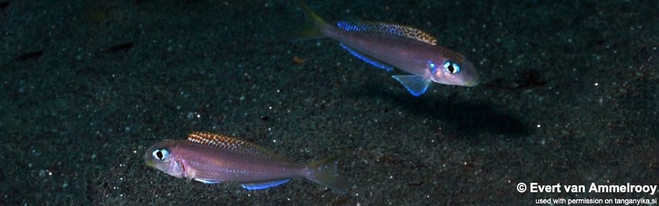 Xenotilapia flavipinnis 'Mahale NP'