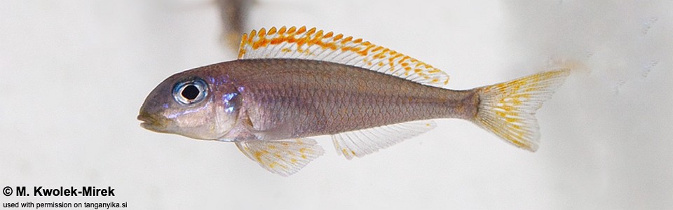 Xenotilapia flavipinnis 'Makola'