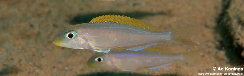 Xenotilapia flavipinnis 'Mboko Island'