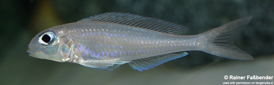 Xenotilapia flavipinnis 'Milingu'