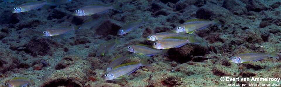 Xenotilapia flavipinnis 'Mkuyu Point'