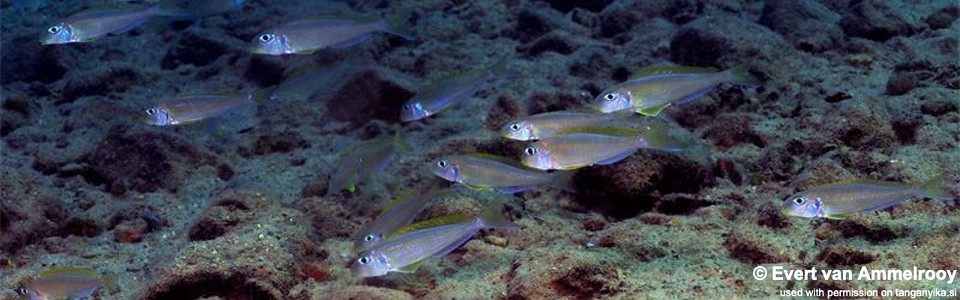 Xenotilapia flavipinnis 'Mkuyu'