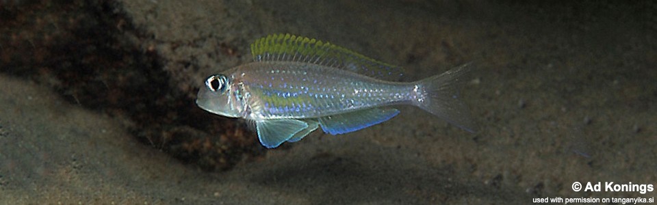 Xenotilapia flavipinnis 'Moliro'