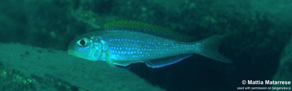 Xenotilapia flavipinnis 'Mtakuja'