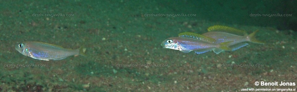 Xenotilapia flavipinnis 'Mtosi'
