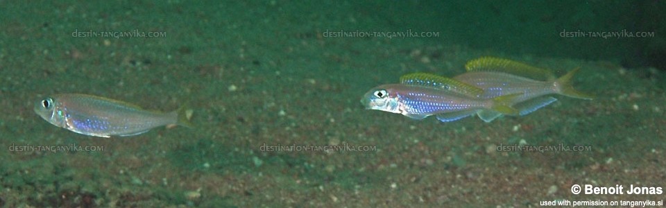 Xenotilapia flavipinnis 'Mtosi'