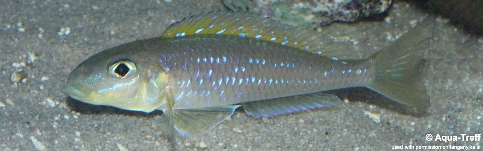 Xenotilapia flavipinnis 'Mtotokainda Island'<br><font color=gray>Kainda</font>