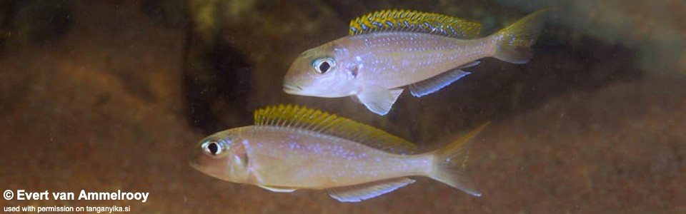 Xenotilapia flavipinnis 'Mvuna Island'