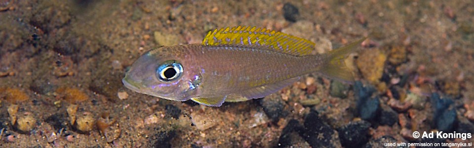 Xenotilapia flavipinnis 'Mzwema'