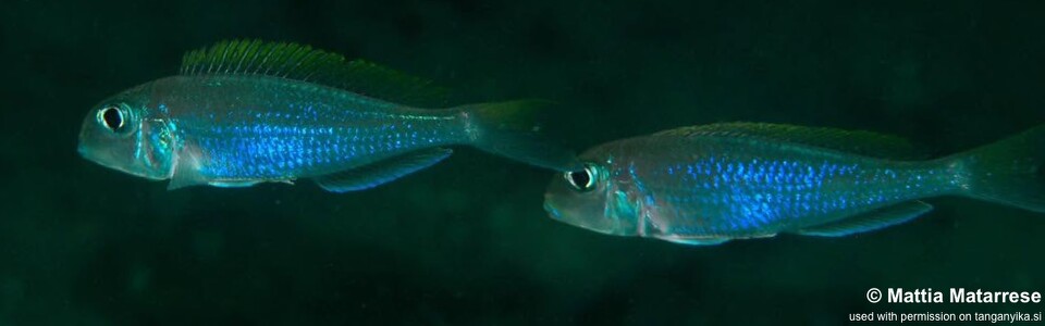 Xenotilapia flavipinnis 'Ngosa Point'