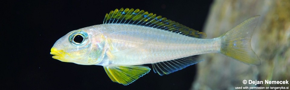 Xenotilapia flavipinnis 'Nyanza-Lac'