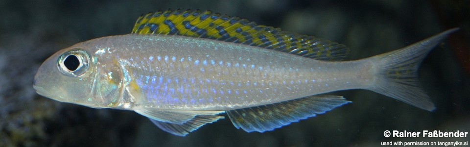 Xenotilapia flavipinnis 'Rumonge'