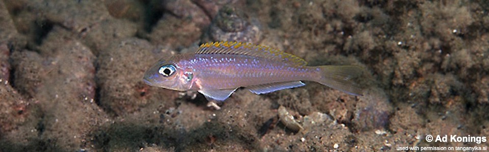 Xenotilapia flavipinnis 'Sibwesa'