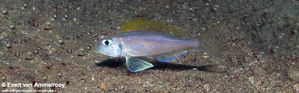 Xenotilapia flavipinnis 'Sumbu'