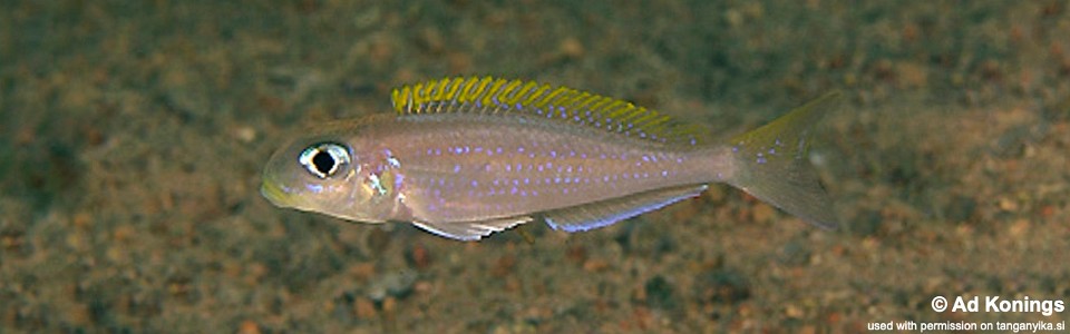 Xenotilapia flavipinnis 'Ulwile Island'