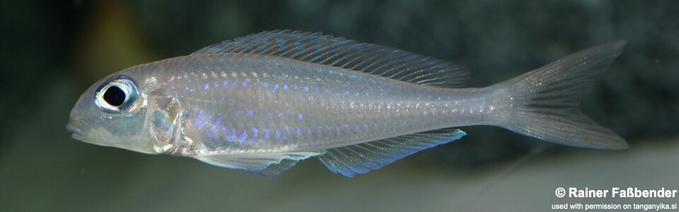 Xenotilapia flavipinnis 'Milingu'