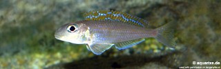 Xenotilapia flavipinnis 'Bulombora'.jpg