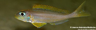 Xenotilapia flavipinnis 'Kantalamba'.jpg