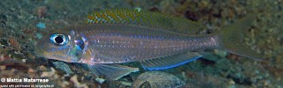 Xenotilapia flavipinnis 'Karilani Island'.jpg