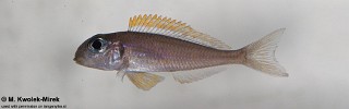 Xenotilapia flavipinnis 'Kashenge'.jpg