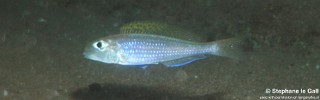 Xenotilapia flavipinnis 'Katonga'.jpg