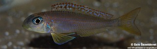 Xenotilapia flavipinnis 'Kekese'.jpg