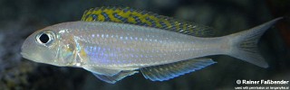 Xenotilapia flavipinnis 'Rumonge'.jpg