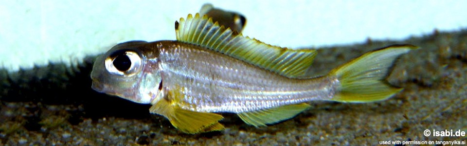 Xenotilapia longispinis (unknown locality)