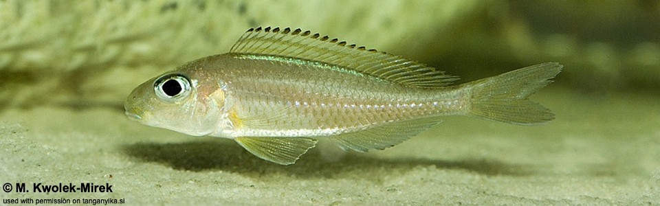 Xenotilapia nasus 'Cape Chaitika'