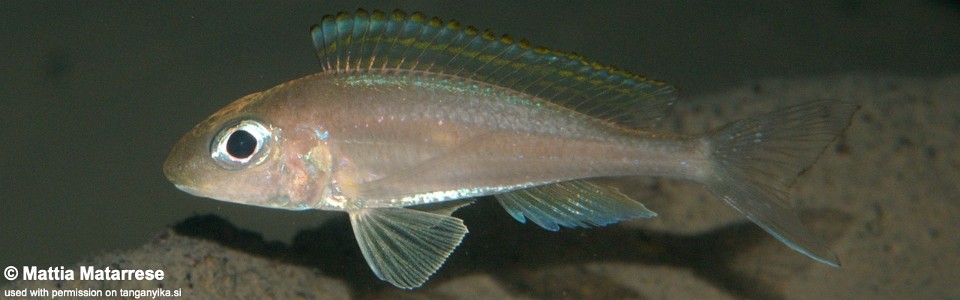 Xenotilapia nasus 'Kalyeza Bay'