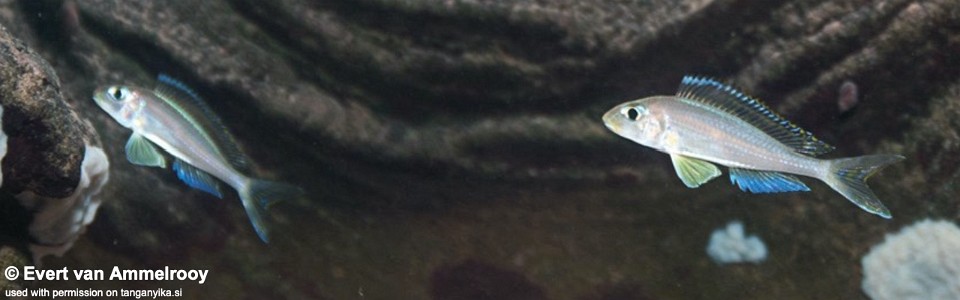 Xenotilapia nasus 'Kigoma'